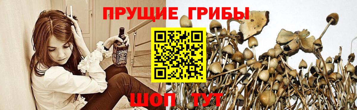 Псилоцибиновые грибы Psilocybe Тейково